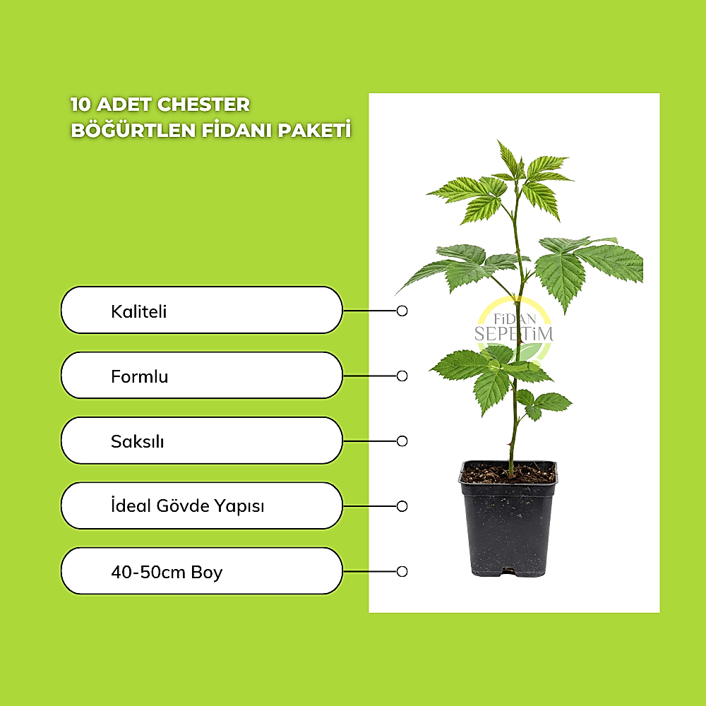 10 Adet Chester Böğürtlen Fidanı Paketi