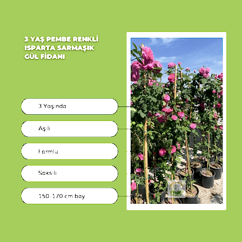 2 Adet 3 Yaş Pembe Renkli Isparta Sarmaşık Gül Fidanı Paketi