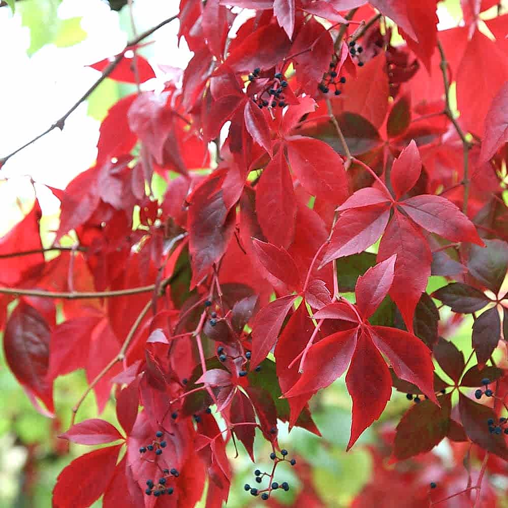 2 Yaş Amerikan Sarmaşığı Fidanı