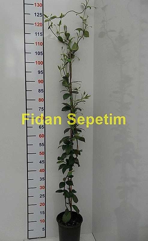 2 Yaş Arap Yasemini Fidanı