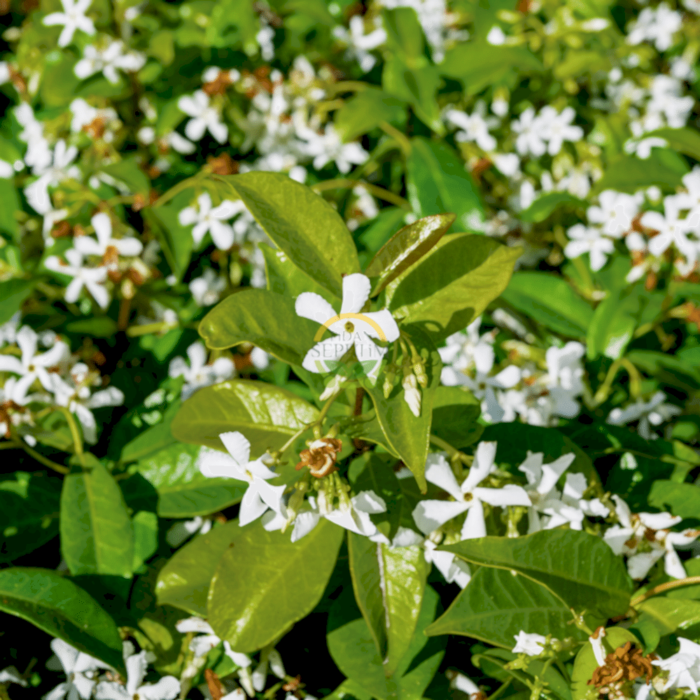 2 Yaş Arap Yasemini Fidanı