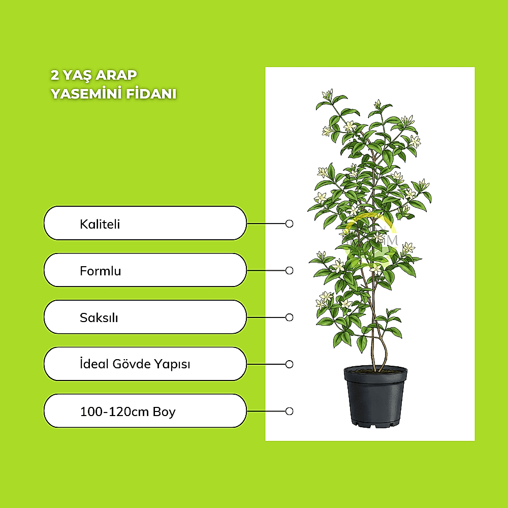 2 Yaş Arap Yasemini Fidanı