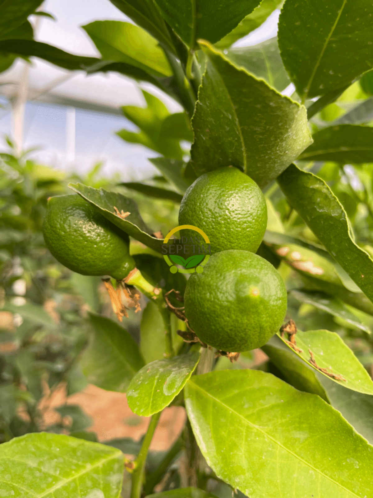 2 Yaş Aşılı 7 Veren(Yediveren) Mayer Limon Fidanı