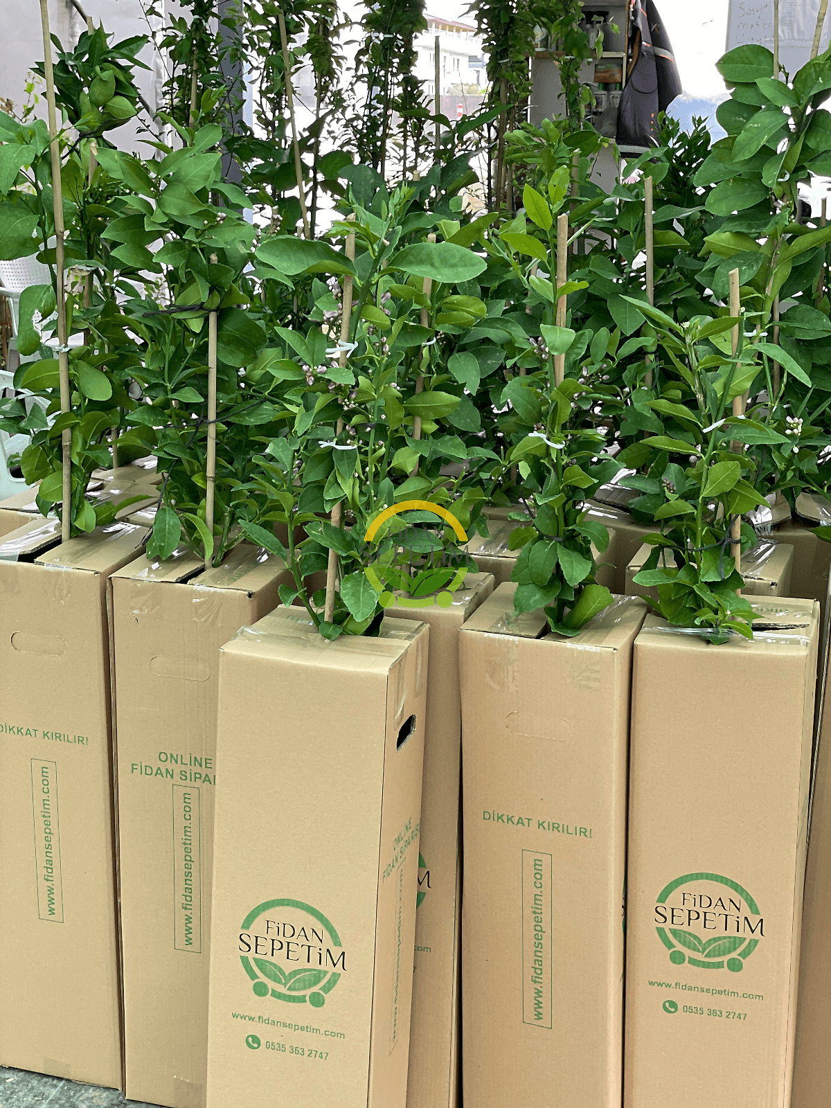 2 Yaş Aşılı 7 Veren(Yediveren) Mayer Limon Fidanı