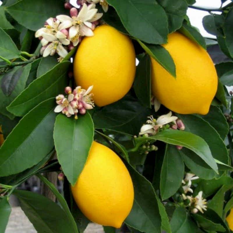 2 Yaş Aşılı 7 Veren(Yediveren) Mayer Limon Fidanı