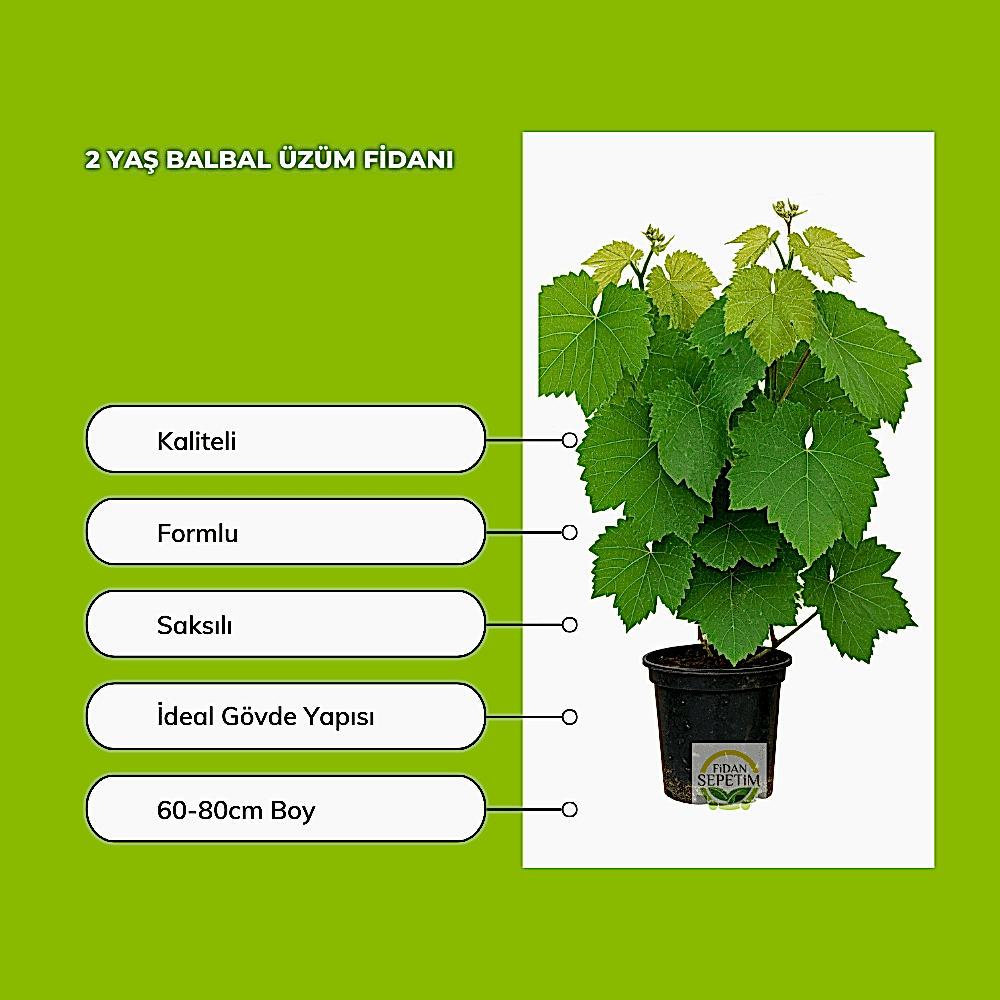 2 Yaş Balbal Üzüm Fidanı