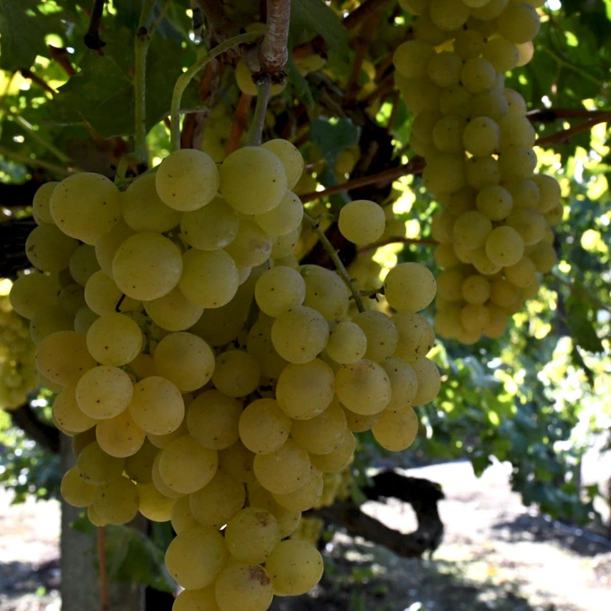 2 Yaş Barış Üzüm Fidanı