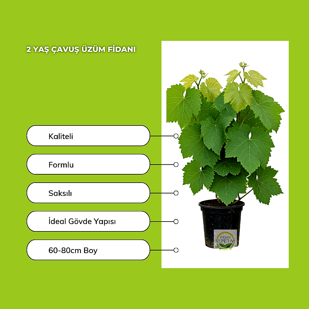 2 Yaş Çavuş Üzüm Fidanı