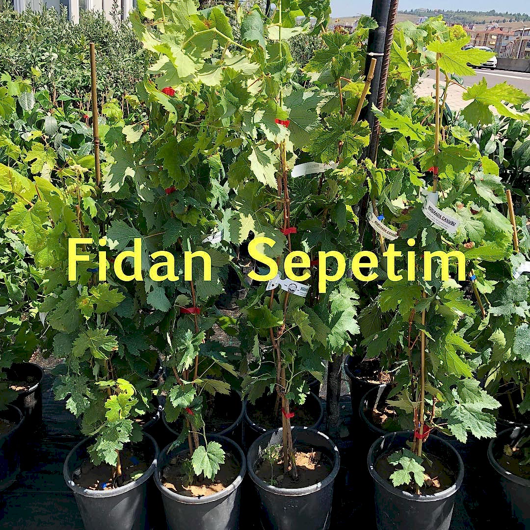 2-Yas-Degirmendere-Uzum-Fidani_2.jpg