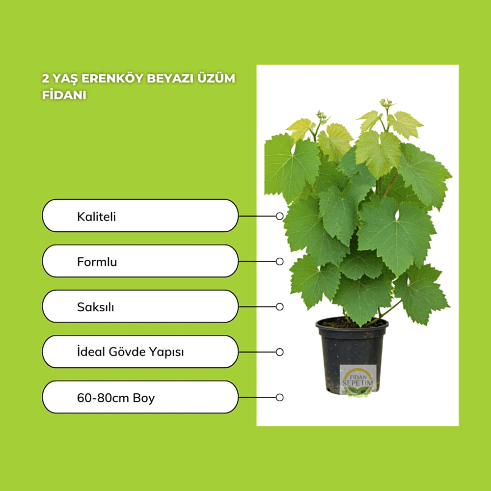 2 Yaş Erenköy Beyazı Üzüm Fidanı