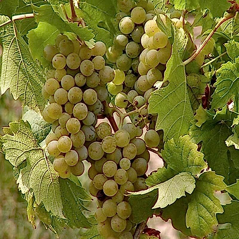 2 Yaş Erenköy Beyazı Üzüm Fidanı