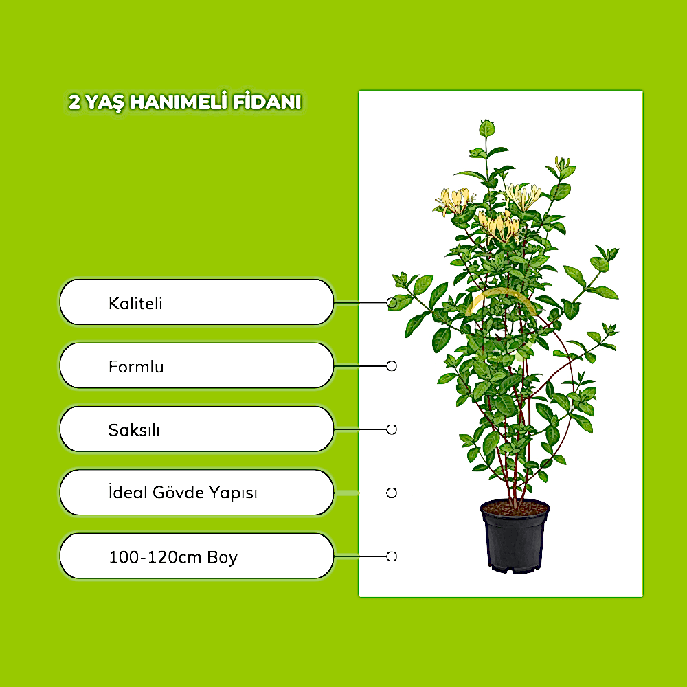 2 Yaş Hanımeli Fidanı