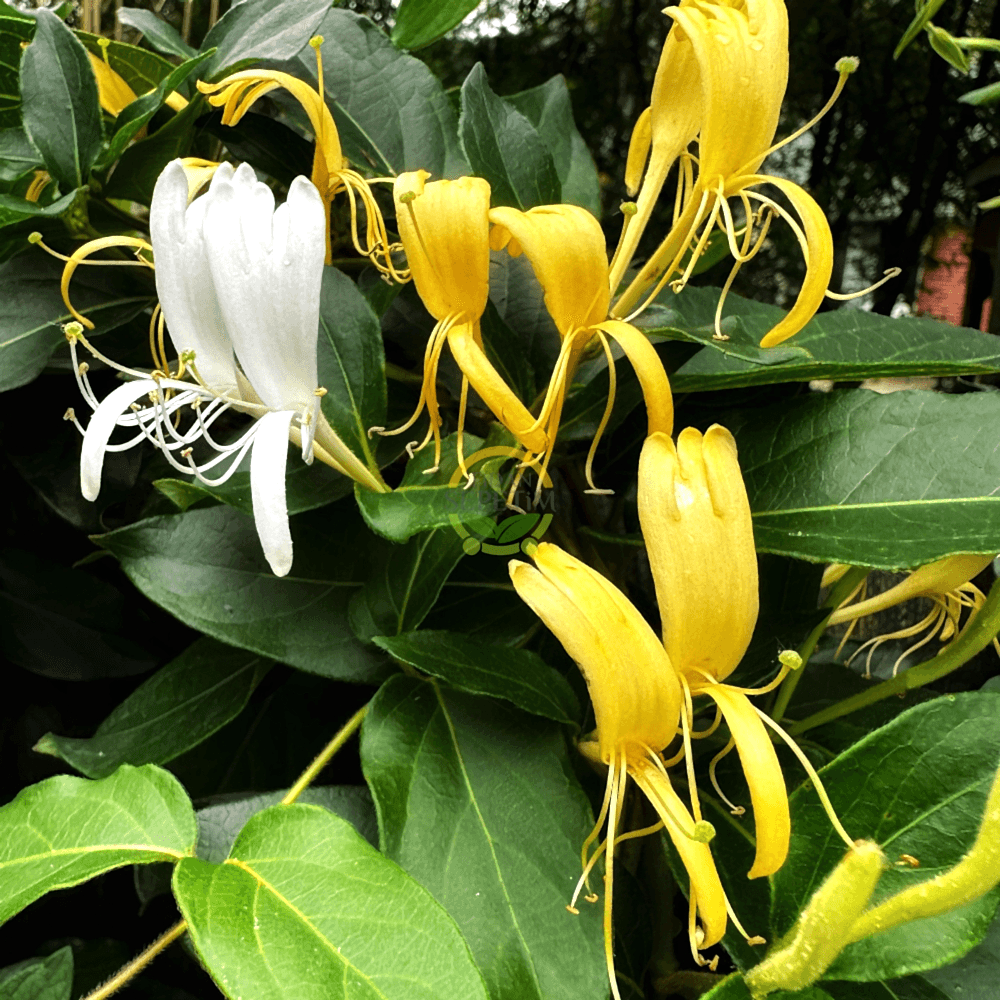 2 Yaş Hanımeli Fidanı