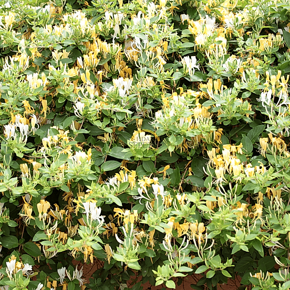 2 Yaş Hanımeli Fidanı