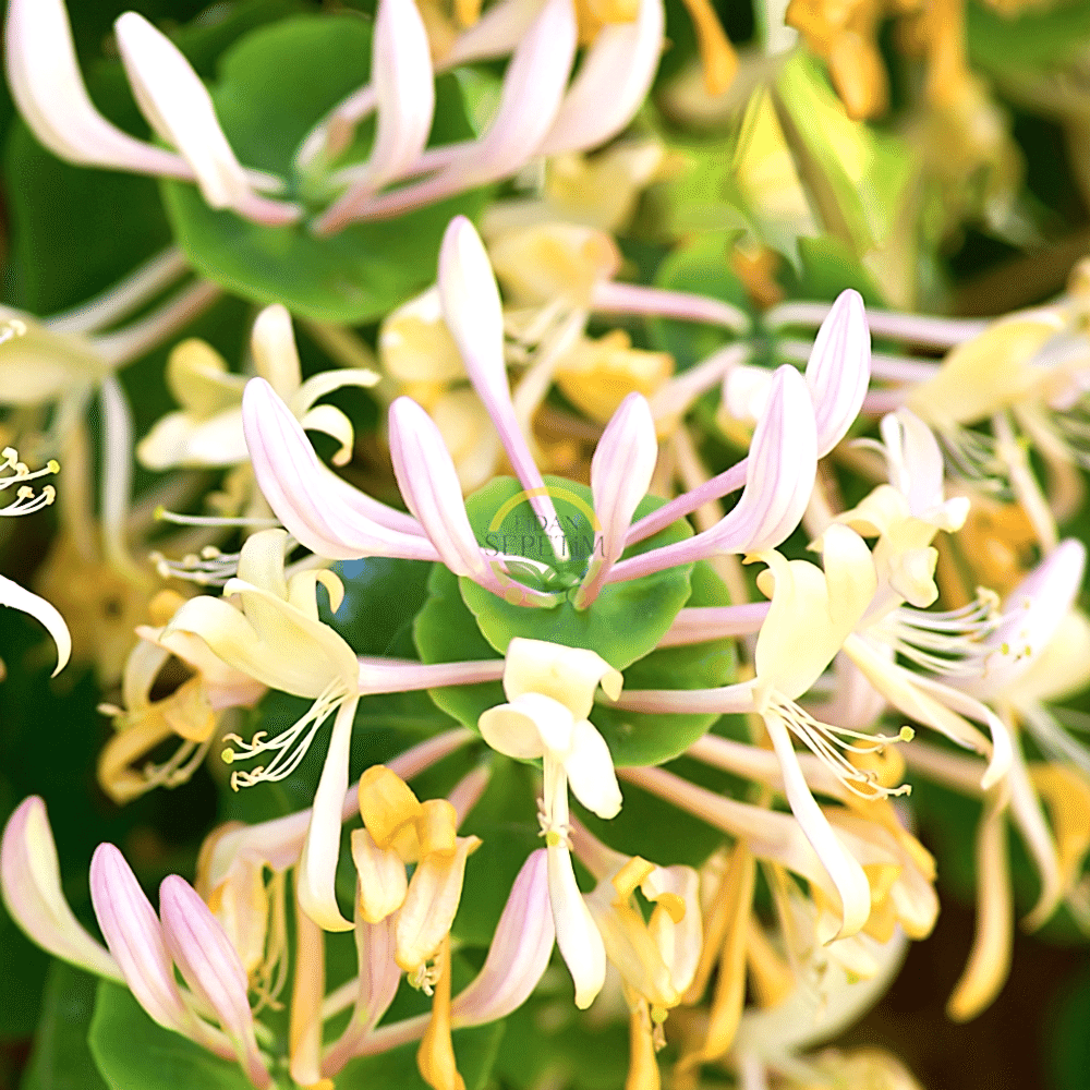 2 Yaş Hanımeli Fidanı