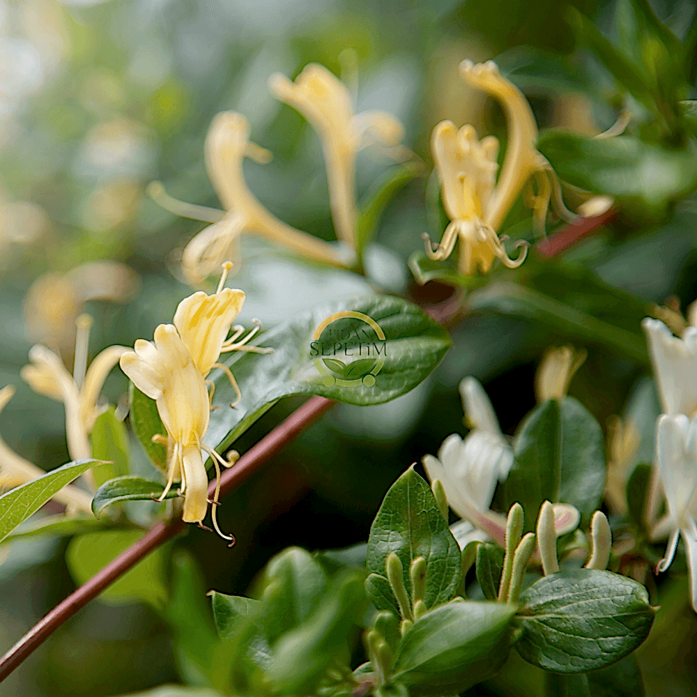 2 Yaş Hanımeli Fidanı