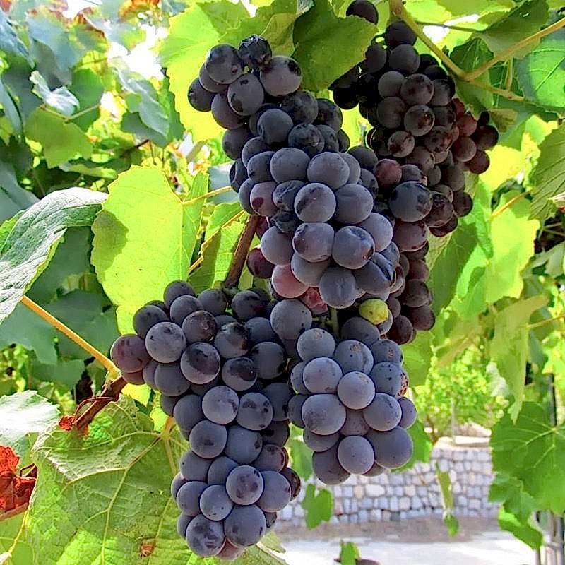 2 Yaş Kokulu Siyah İsabella Üzüm Fidanı