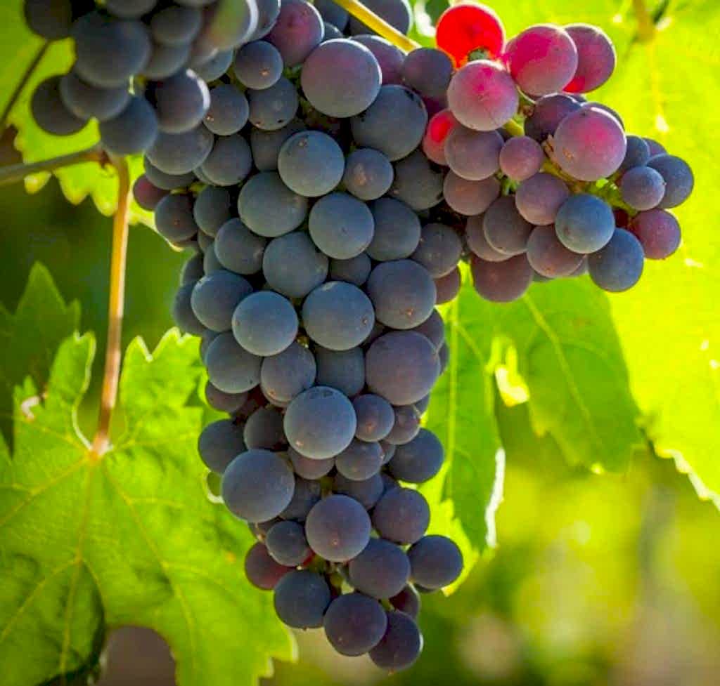 2 Yaş Michele Palieri Üzüm Fidanı