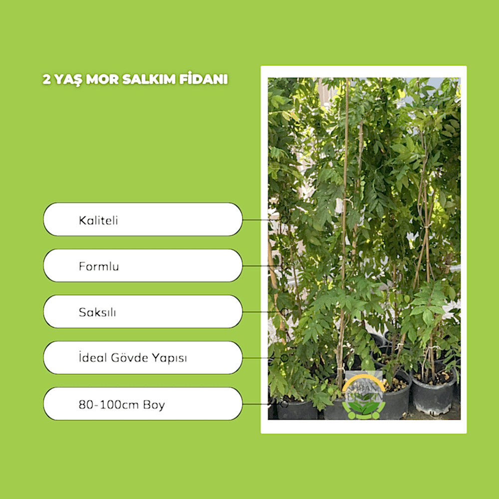 2 Yaş Mor Salkım Fidanı