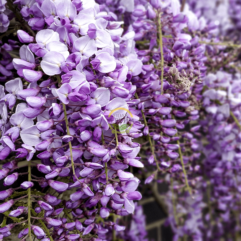 2 Yaş Mor Salkım Fidanı