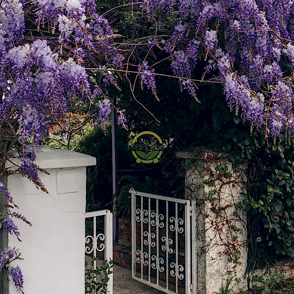 2 Yaş Mor Salkım Fidanı