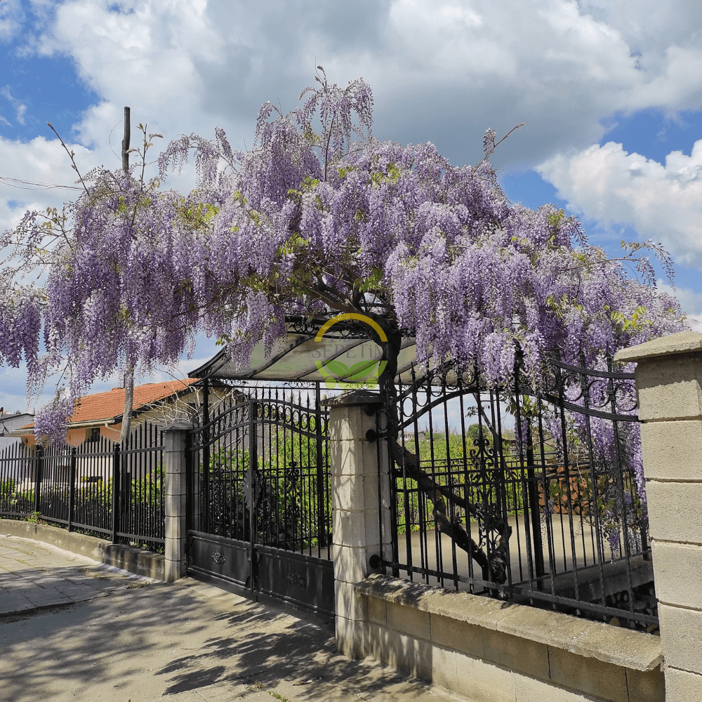 2 Yaş Mor Salkım Fidanı