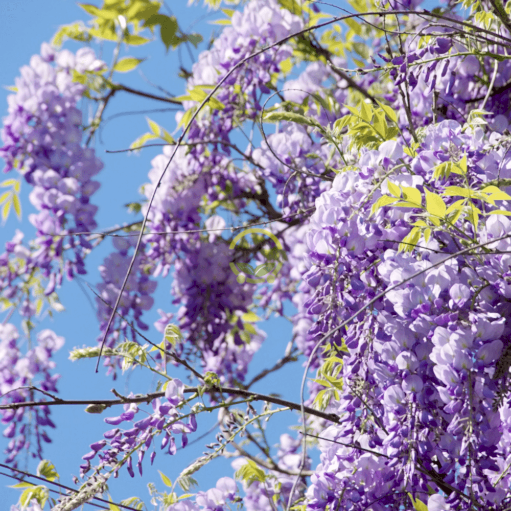 2 Yaş Mor Salkım Fidanı