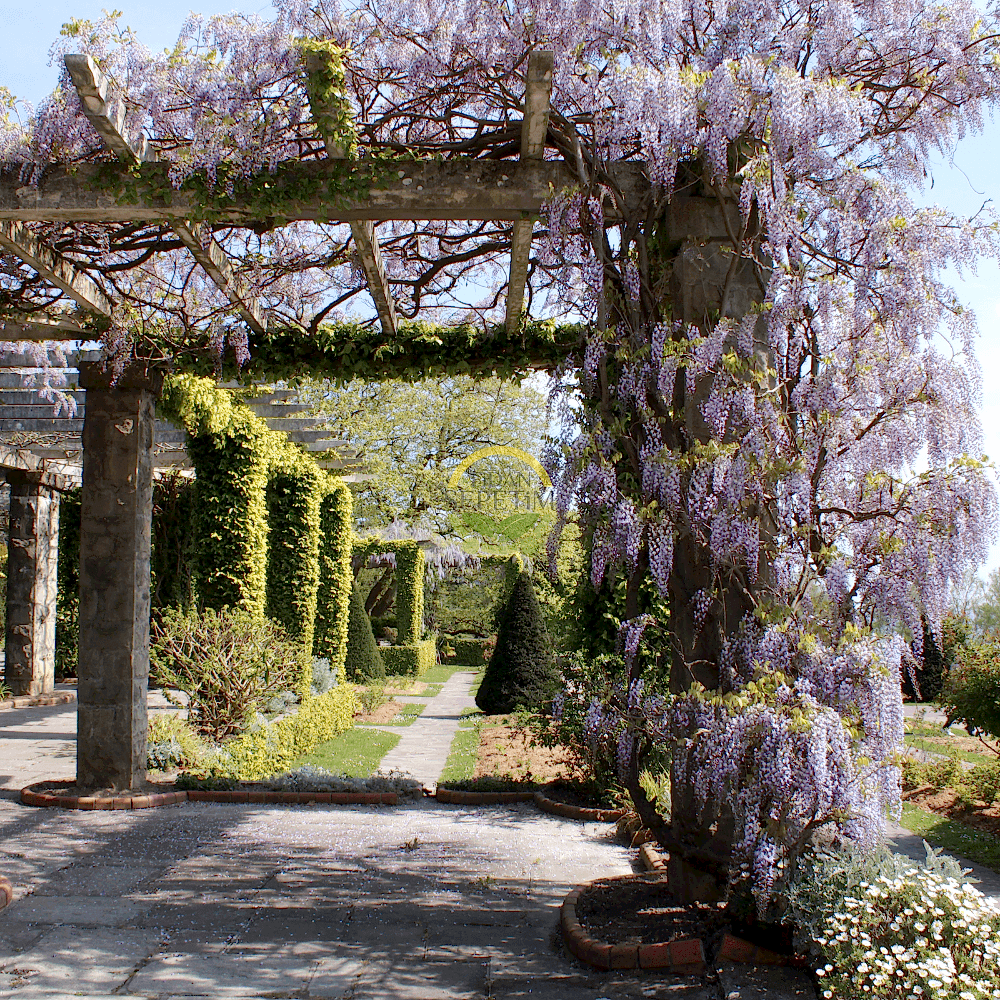 2 Yaş Mor Salkım Fidanı