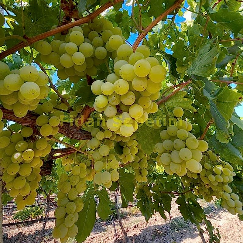 2 Yaş Müşküle Üzüm Fidanı