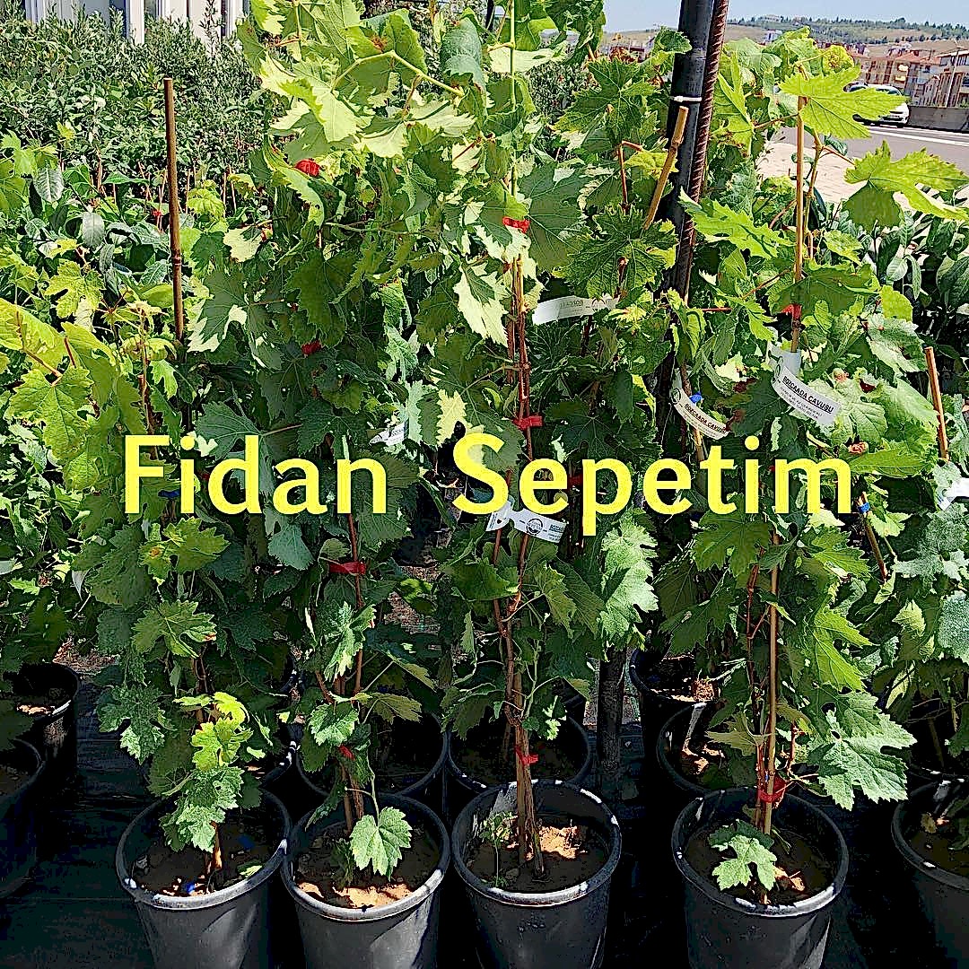2 Yaş Müşküle Üzüm Fidanı