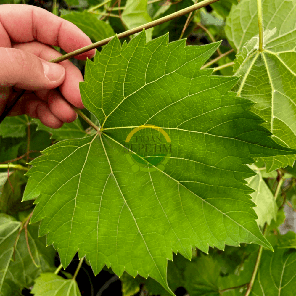 2 Yaş Narince (Tokat) Sarmalık Üzüm Asma Fidanı