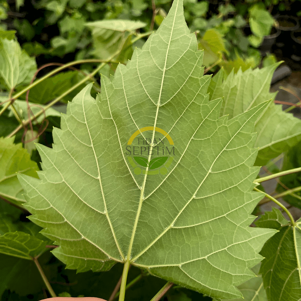 2 Yaş Narince (Tokat) Sarmalık Üzüm Asma Fidanı