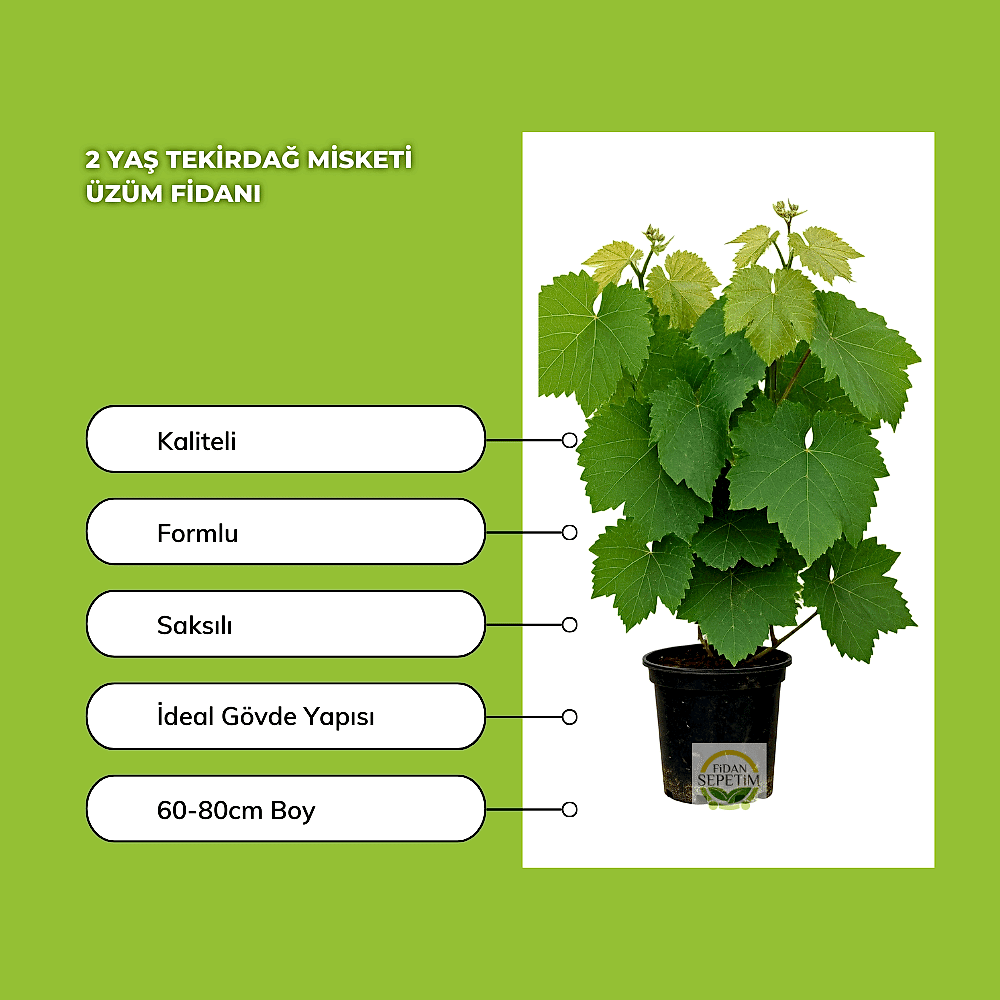 2 Yaş Tekirdağ Misketi Üzüm Fidanı