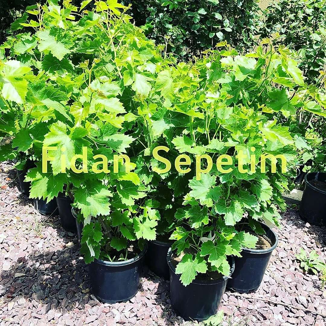 2 Yaş Uslu Üzüm Fidanı