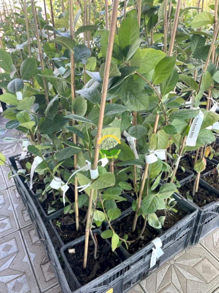 2 Yaş Viking Aronia Berry Fidanı