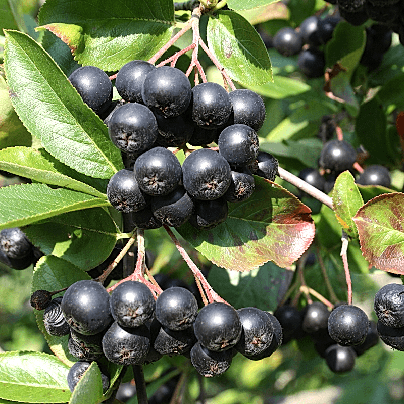 2 Yaş Viking Aronia Berry Fidanı