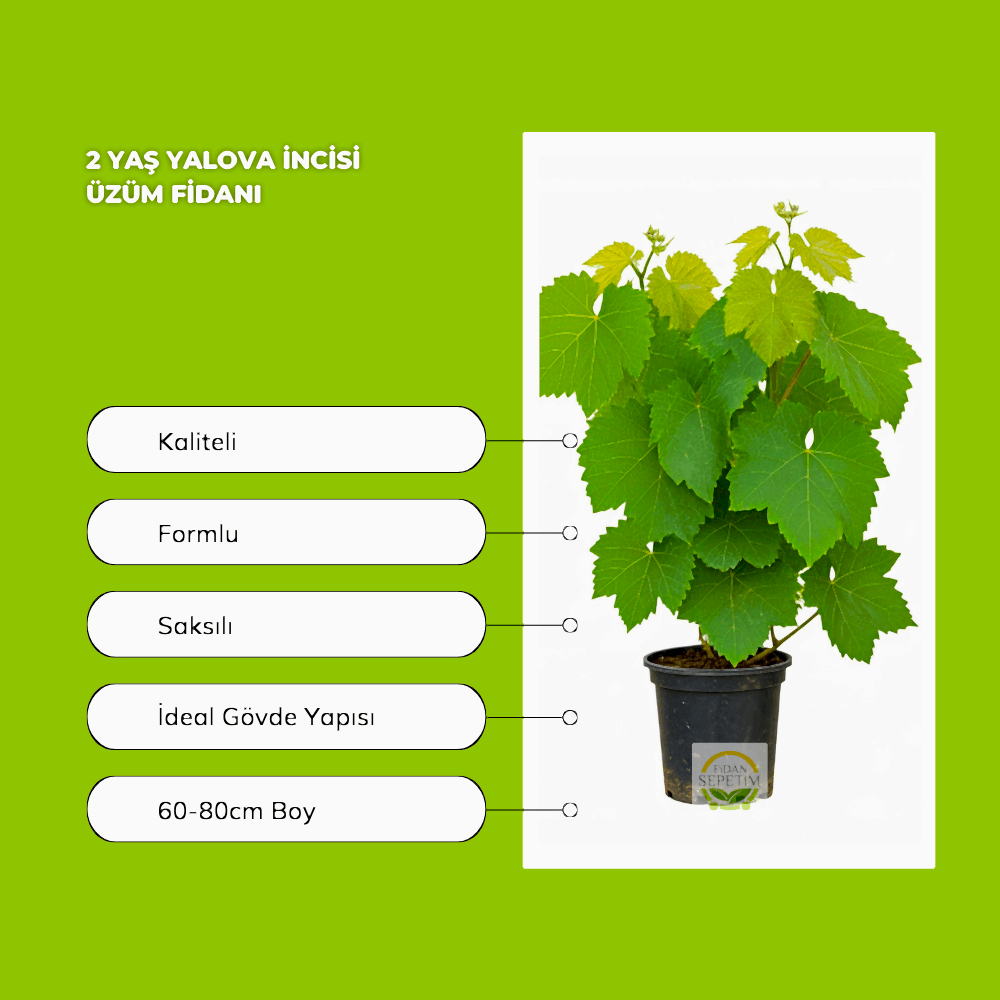 2 Yaş Yalova İncisi Üzüm Fidanı