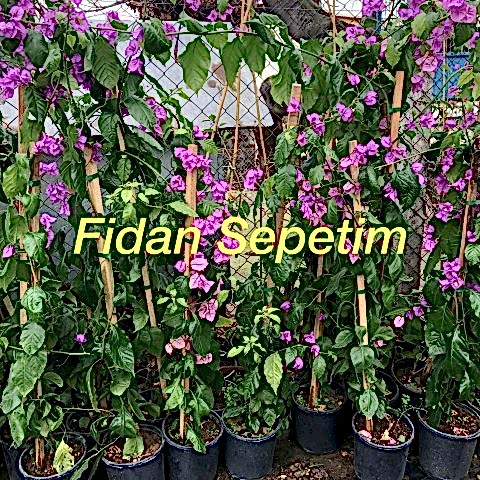 3 Yaş Ada Begonvili Fidanı