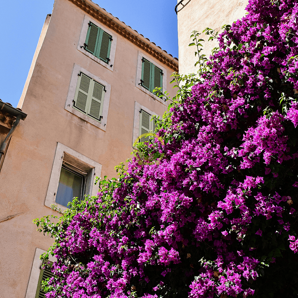 3 Yaş Ada Begonvili Fidanı