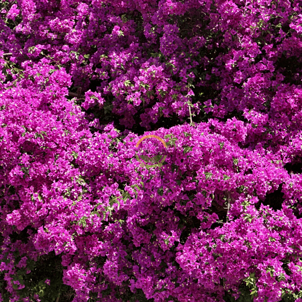 3 Yaş Ada Begonvili Fidanı