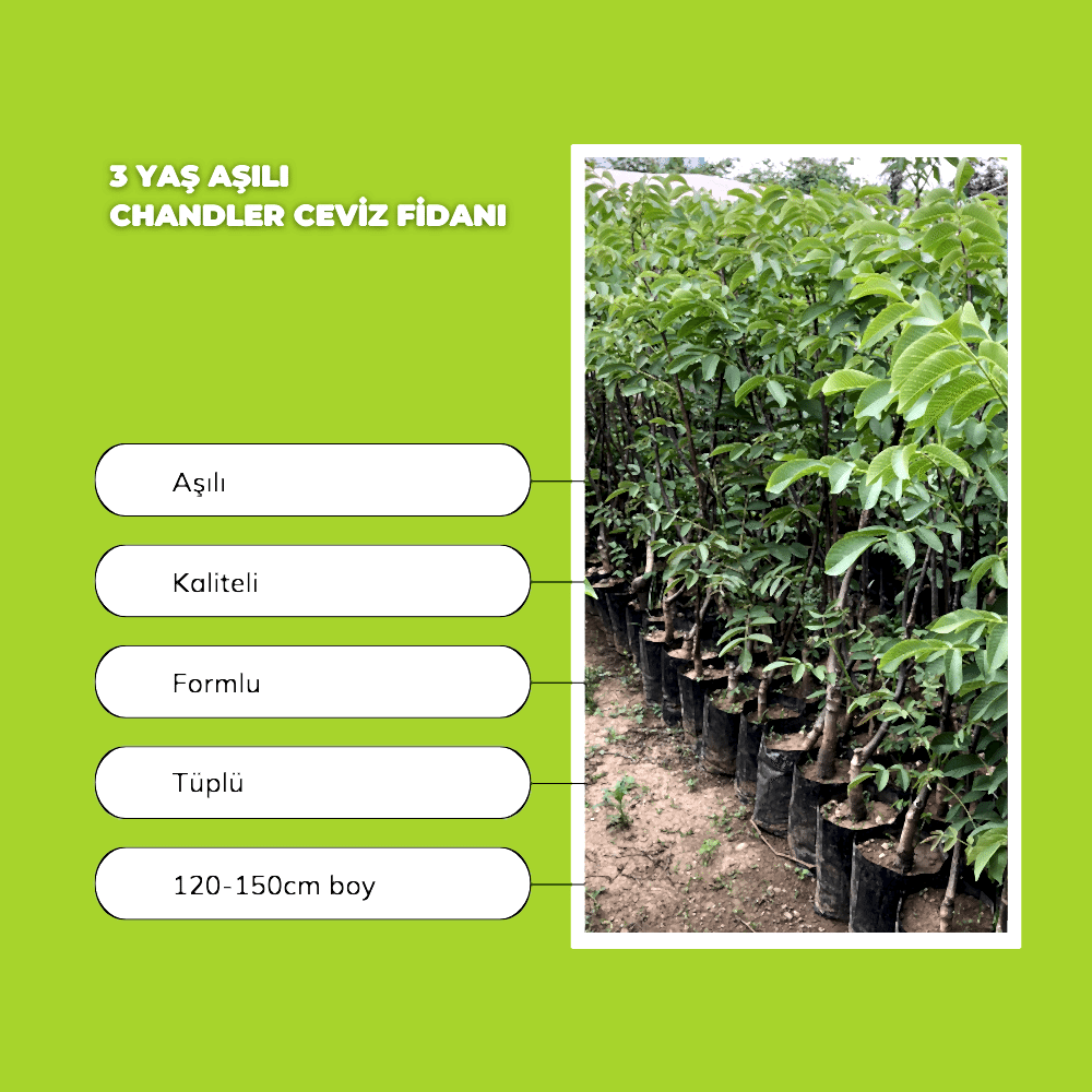 3 Yaş Aşılı Chandler Ceviz Fidanı
