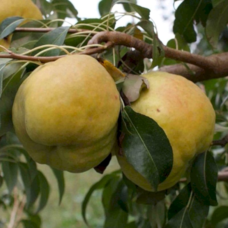 3 Yaş Aşılı Deveci Armut Fidanı