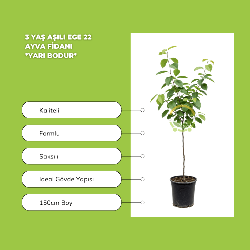 3 Yaş Aşılı Ege 22 Ayva Fidanı *Yarı Bodur*