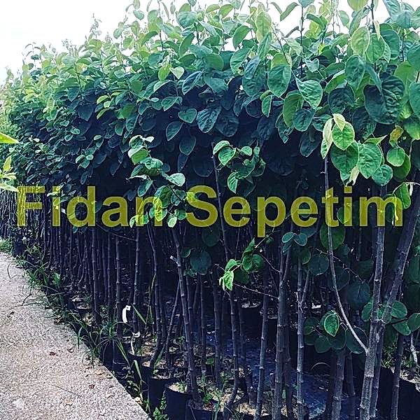 3 Yaş Aşılı Ege 22 Ayva Fidanı *Yarı Bodur*