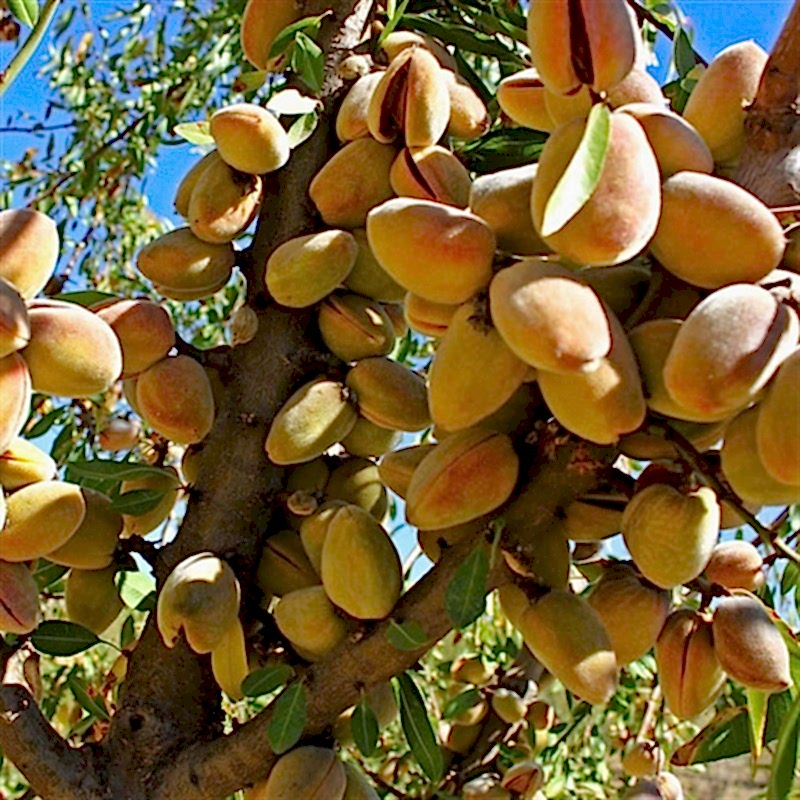 3 Yaş Aşılı Ferraduel Badem Fidanı