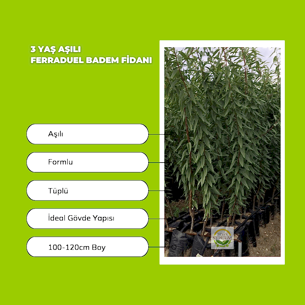 3 Yaş Aşılı Ferraduel Badem Fidanı