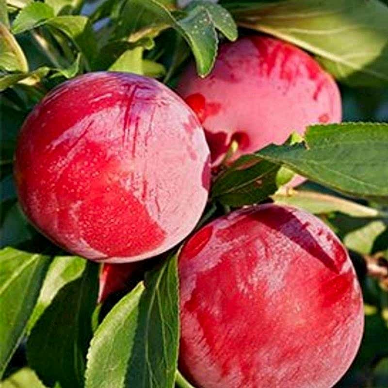 3 Yaş Aşılı Formosa Erik Fidanı