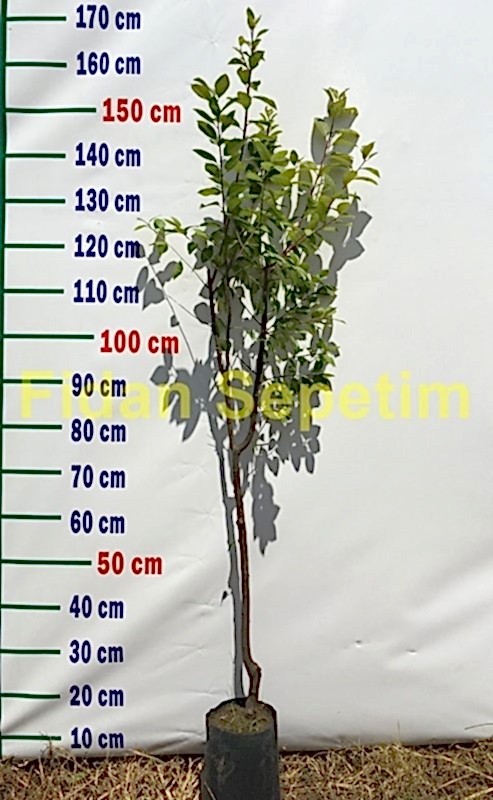 3 Yaş Aşılı Formosa Erik Fidanı