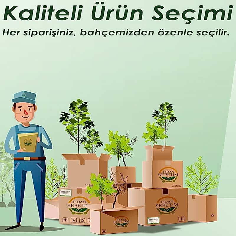 3 Yaş Aşılı Granny Smith Elma Fidanı *Yarı Bodur*