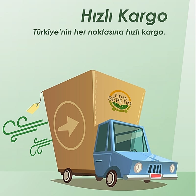 3 Yaş Aşılı Granny Smith Elma Fidanı *Yarı Bodur*